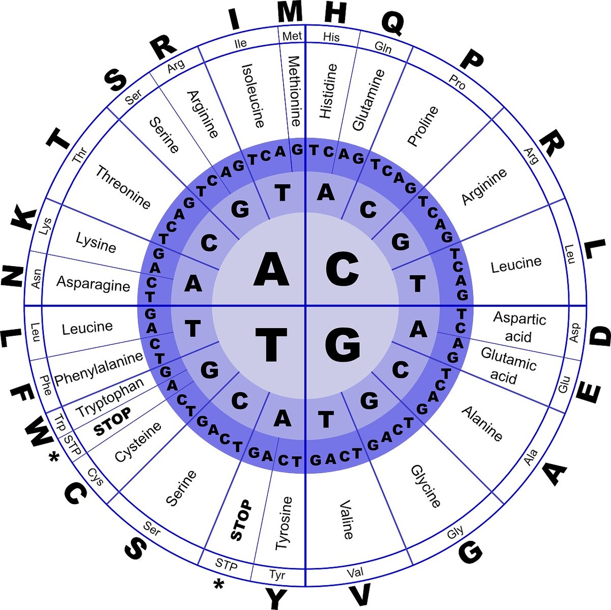 Kreisdiagramm des genetischen Codes